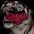 Bambi Lace Boyshort | Red Leopard